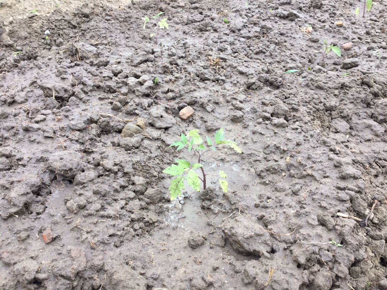 Tomaten im Freiland