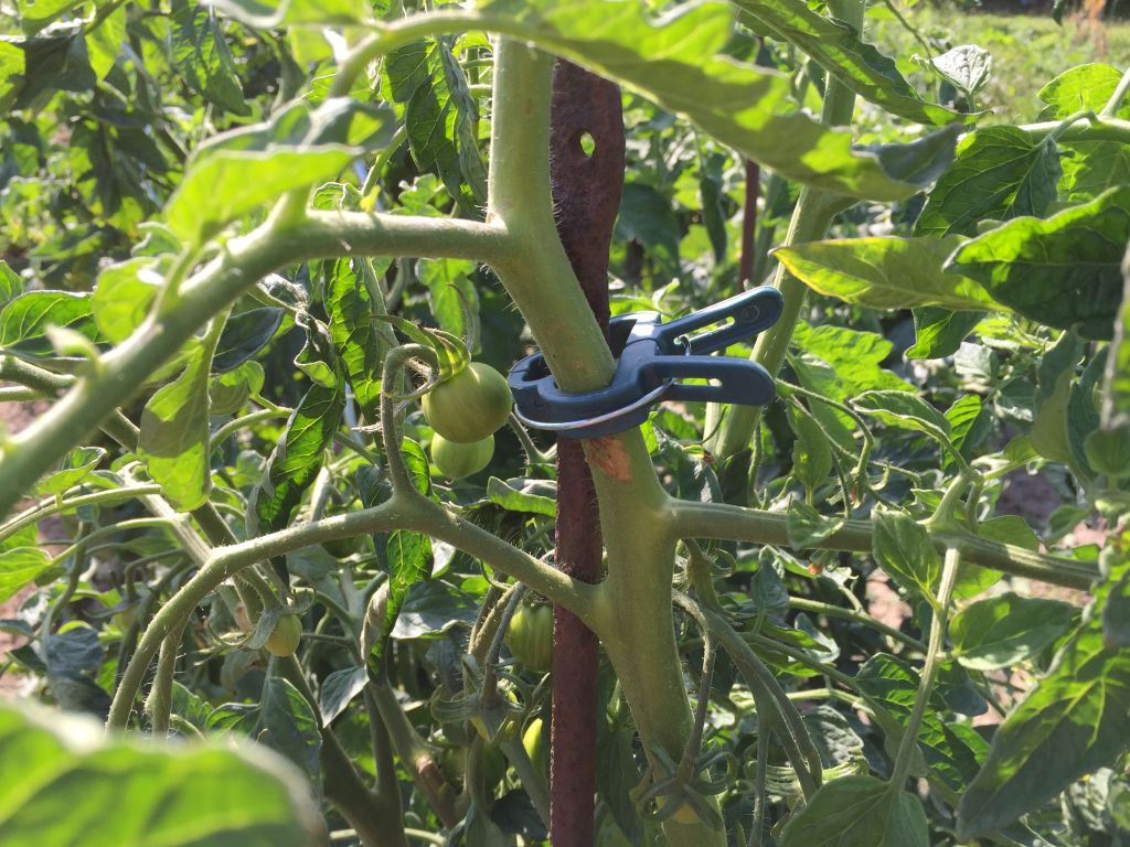 Tomaten im Freiland