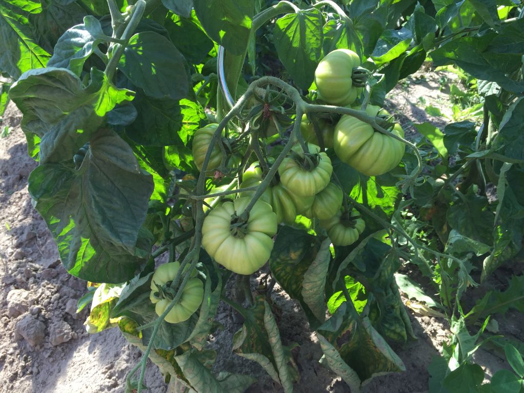 Tomaten im Freiland