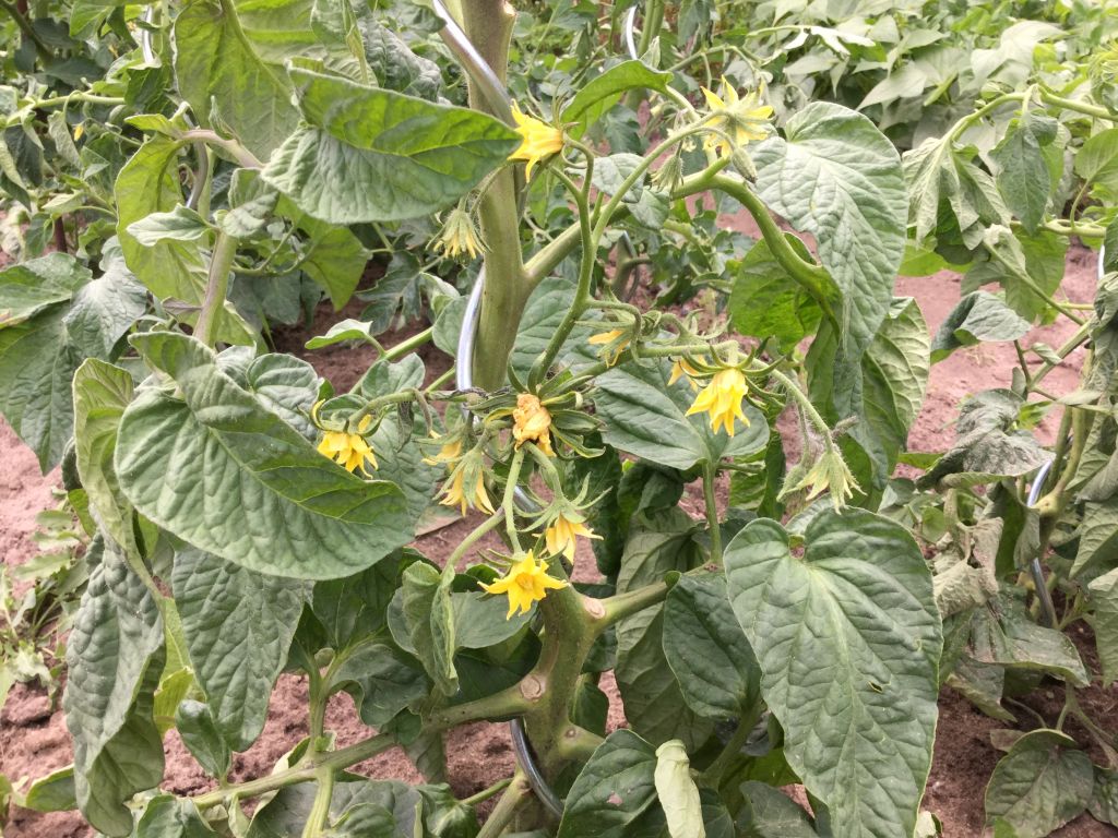 Tomaten im Freiland