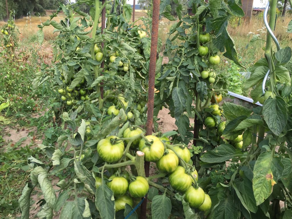 Tomaten im Freiland