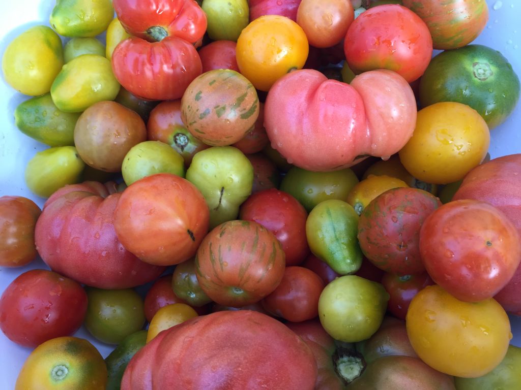 Tomaten im Korb