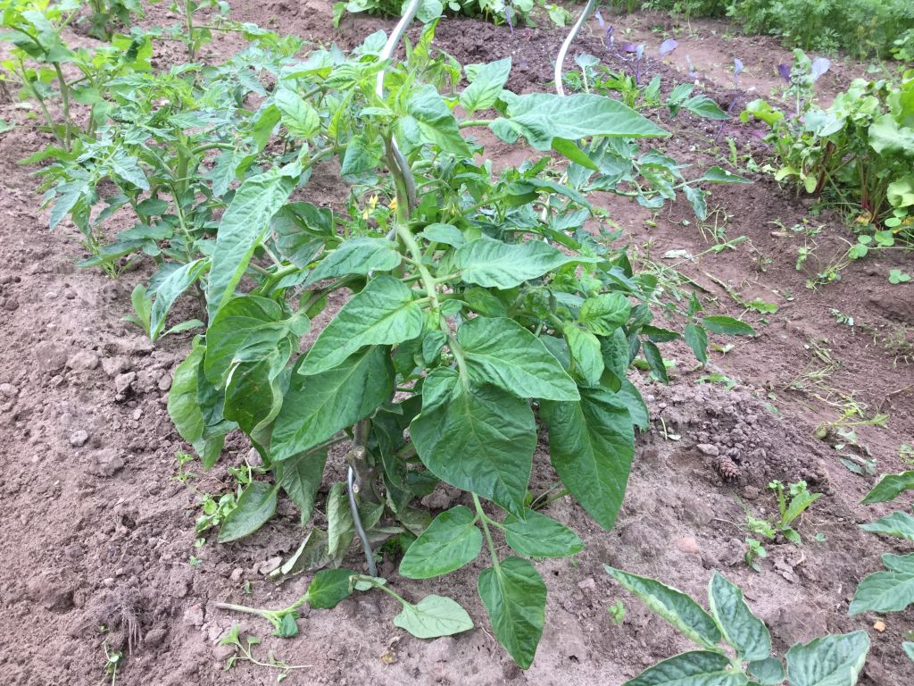 Tomaten im Freiland