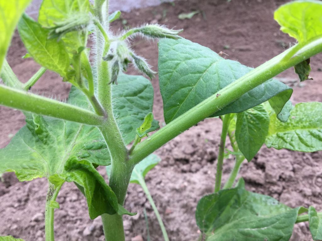 Tomaten im Korb