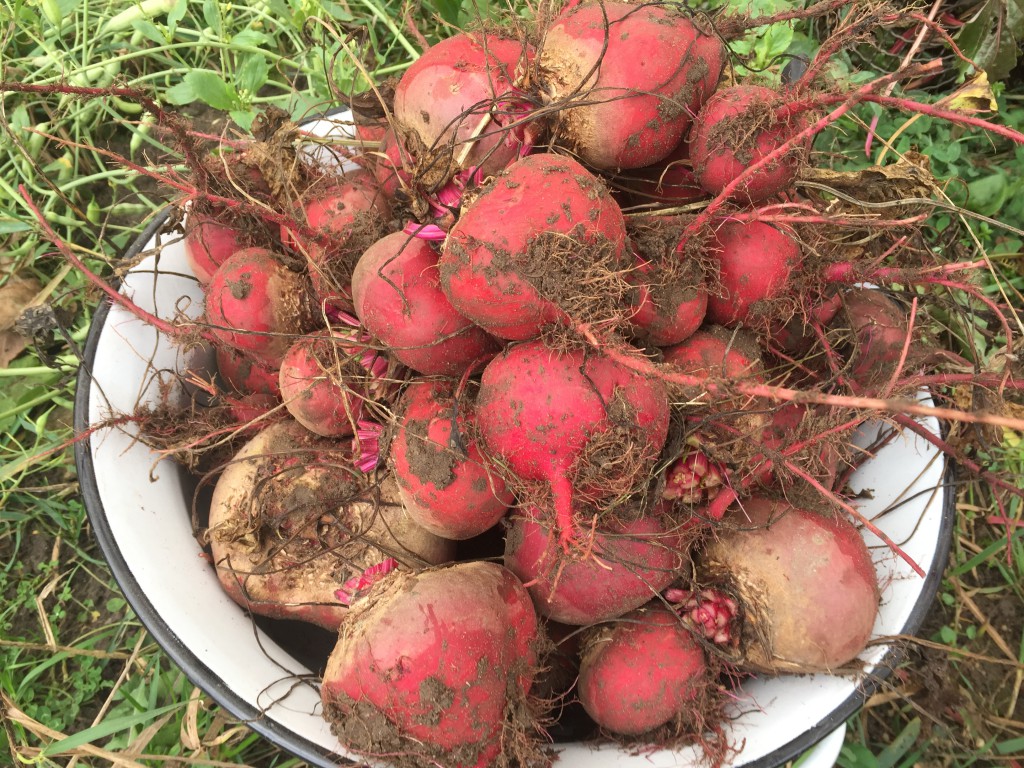 Rote Bete im Glas